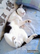 为了防止猫睡觉，她买了一个蚊帐，但我发现它