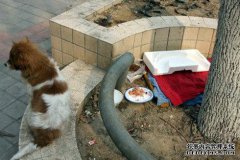 两只流浪狗出现在门前。