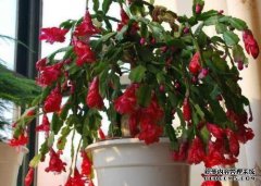 冬天怎样才能让花比冬天好？这种“垃圾”是一