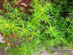 农村道路上的一般杂草不是杂草，如果你看，它