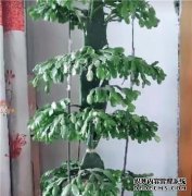 仙人掌吃大豆，“强壮的男人”，巨大的猛犸象