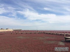 去年电影“猪”引发的网络事件揭示了网络直播
