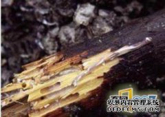当树被砍伐时，他害怕鹅疙瘩。