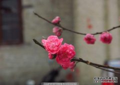 新的一年，桃花很好，这个生肖会有一个真正的