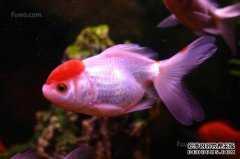 水族养殖有什么小事和大事？
