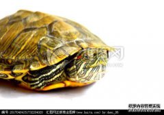 海龟将通过吃橙猫加入有趣和疯狂的海龟。新的
