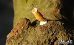 郑爽喜欢仰面躺着，鲍文君用烟头烧伤自己。恋