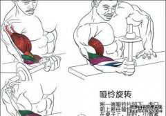 您需要多少磅来选择新秀体重？