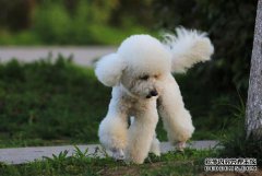 VIP贵宾喂食经验：每月贵宾犬反群，贵宾犬反群
