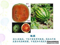7种公牛介绍