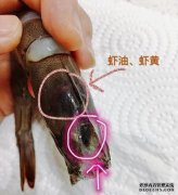 [什么是虾线？]