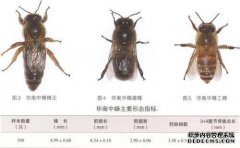 可以工作的蜂可以变成女王蜂吗？实际上，有机
