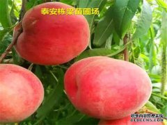 [4月甜无核甜桃苗甜夏季桃苗批发农业树土壤直径