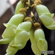 如何繁殖麻雀花
