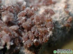 如何预防苹果