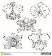 兰花花色和叶型评价