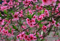 4月中旬，山西乒乓球，咳嗽，舒适，担忧