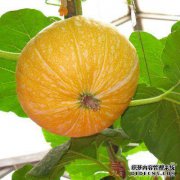 Wogua的作用是什么？