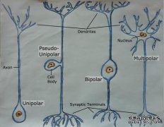 下载多billetera应用程序（neuron）