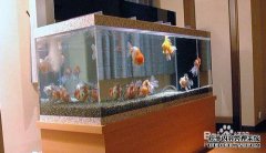 单击此处以获取有关如何清洁水族箱底部的说明