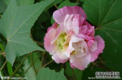 “芙蓉GL的回忆”光灵三二