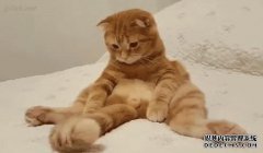 下载Haha MX的破解版