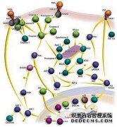 亲密的酶，辅酶，辅因子