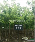 内蒙古门林园林绿化有限公司