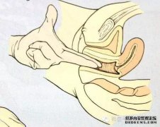 对不起，医生：阴道有难闻的气味，有时会闻到